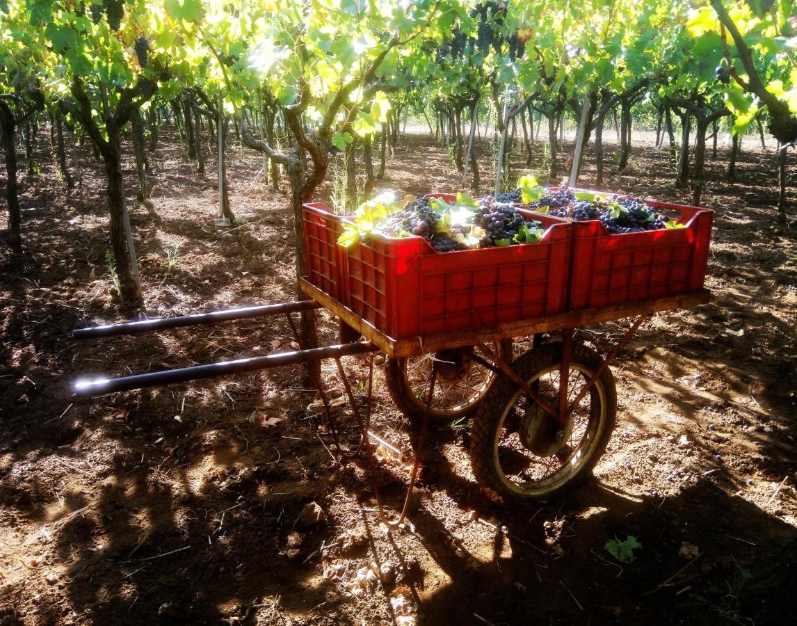 Agriturismo Poggio Ferrata Ruvo di Puglia Ngoại thất bức ảnh