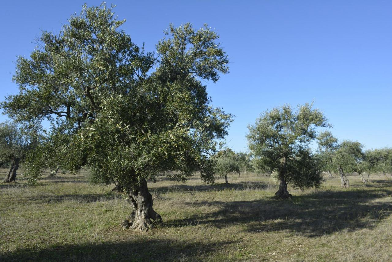 Agriturismo Poggio Ferrata Ruvo di Puglia Ngoại thất bức ảnh