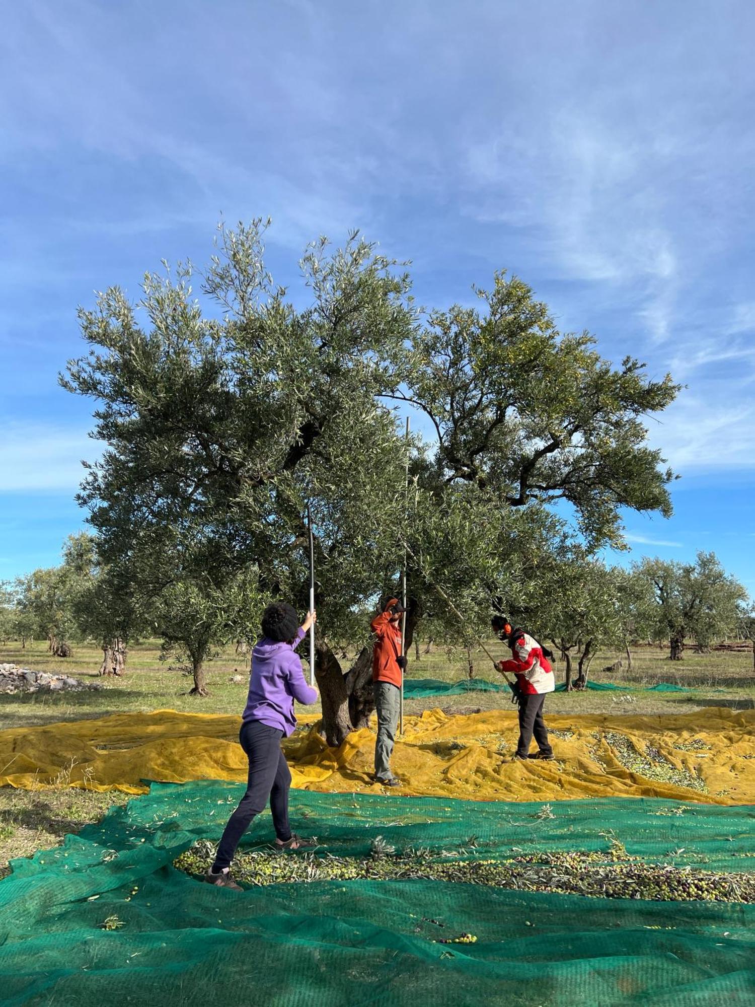 Agriturismo Poggio Ferrata Ruvo di Puglia Ngoại thất bức ảnh
